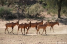 Kgalagadi Transfrontier Park - Rode hartebeest