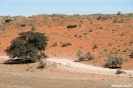 Kgalagadi Transfrontier Park