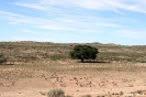 Kgalagadi Transfrontier Park