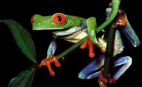 Rain_forest_frog