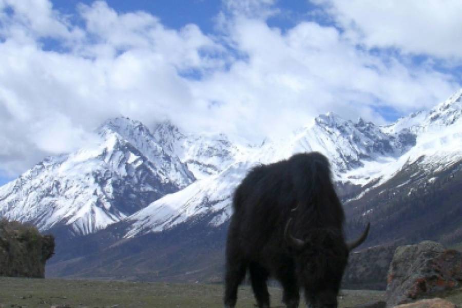 De overland naar Tibet - Pasho naar Pome